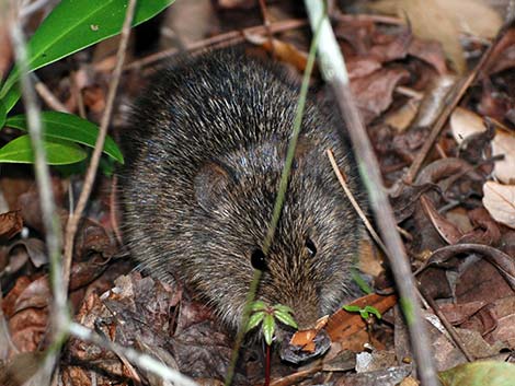 Hispid Cotton Rat (Sigmodon hispidus)