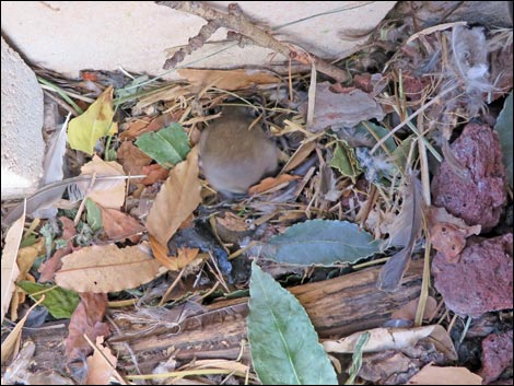 Black Rat (Rattus rattus)