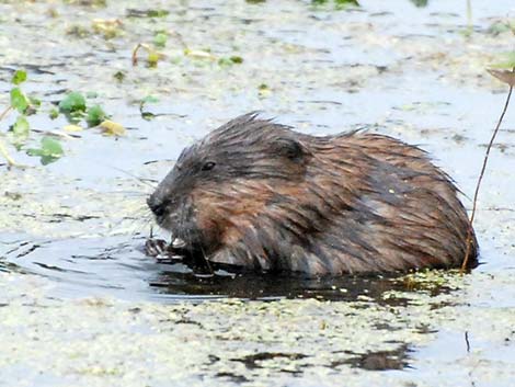 Coypu Nutria (Myocastor coypus)