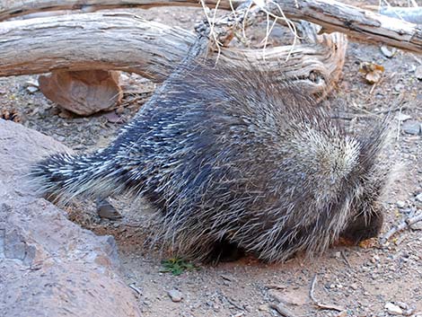 North American Porcupine (Erethizon dorsata)