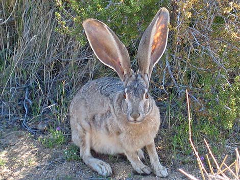 Black-tailed Jackrabbit (Lepus californicus)