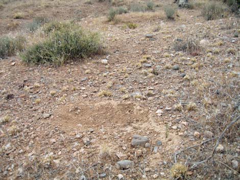 Black-tailed Jackrabbit (Lepus californicus)