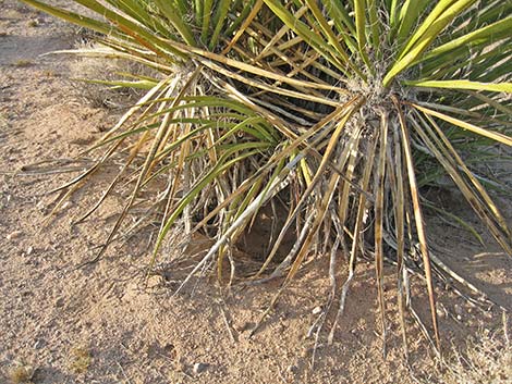 Black-tailed Jackrabbit (Lepus californicus)