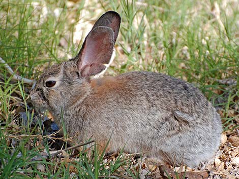 Desert Cottontail (Sylvilagus audubonii)