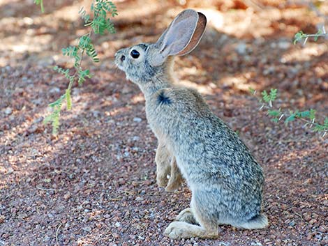 Desert Cottontail (Sylvilagus audubonii)