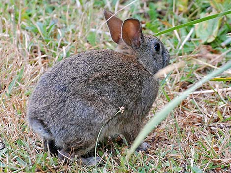 Brush Rabbit (Sylvilagus bachmani)