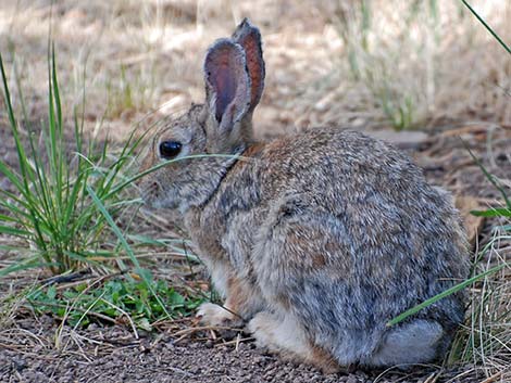 Mountain Cottontail (Sylvilagus nuttalli)