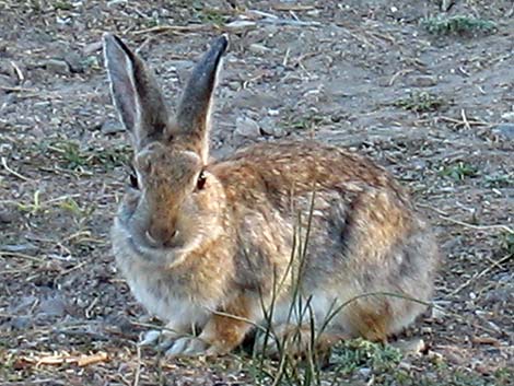 Mountain Cottontail (Sylvilagus nuttalli)