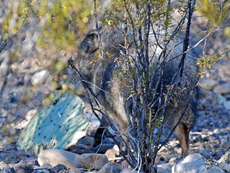 Collared Peccary, Javelina (Pecari tajacu)