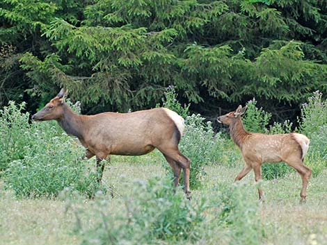 elk (wapiti) (Cervus canadensis)