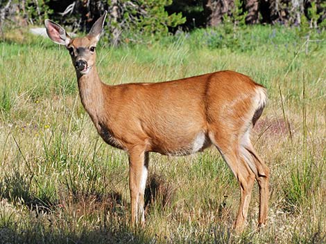 Mule Deer (Odocoileus hemionus)