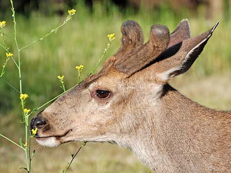 California Mule Deer (Odocoileus hemionus californica)