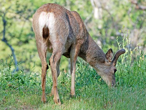 California Mule Deer (Odocoileus hemionus californica)