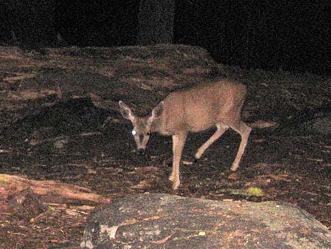 California Mule Deer (Odocoileus hemionus californica)