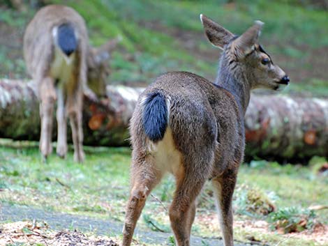 Mule Deer (Odocoileus hemionus)