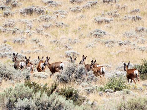 Mule Deer (Odocoileus hemionus)