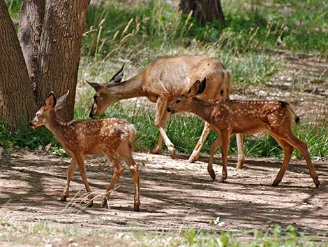 Mule Deer (Odocoileus hemionus)