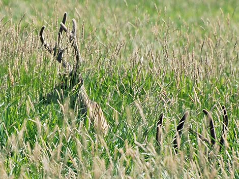 Mule Deer (Odocoileus hemionus)