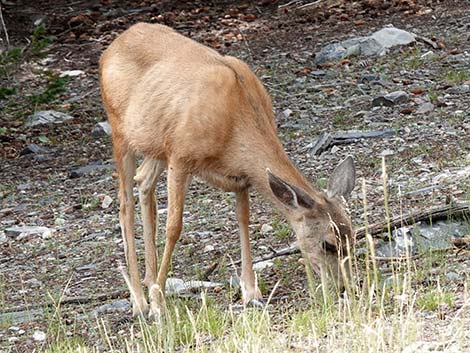 Mule Deer (Odocoileus hemionus)