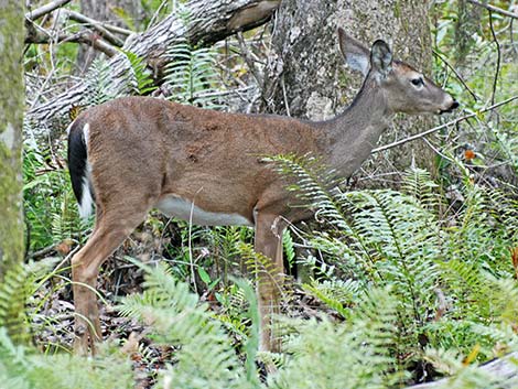 White-tailed Deer (Odocoileus virginianus)