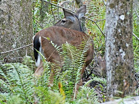 White-tailed Deer (Odocoileus virginianus)