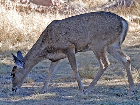 Carmen Mountains White-tailed Deer (Odocoileus virginianus carminis)