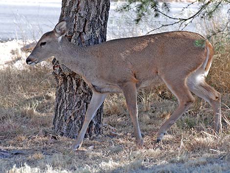 Carmen Mountains White-tailed Deer (Odocoileus virginianus carminis)