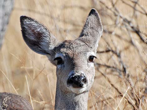 Coues white-tailed deer (Odocoileus virginianus couesi)