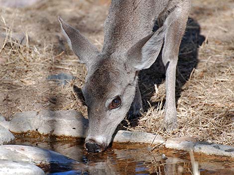 Coues White-tailed Deer (Odocoileus virginianus couesi)