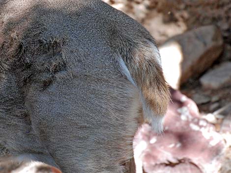 Coues White-tailed Deer (Odocoileus virginianus couesi)