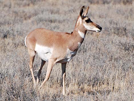 Pronghorn (Antilocapra americana)