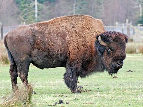 American Bison (Bison bison)