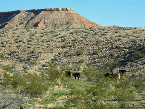 Domestic Cow (Bos taurus)