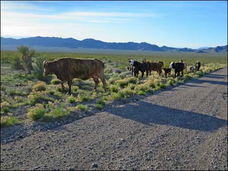 Domestic Cow (Bos taurus)