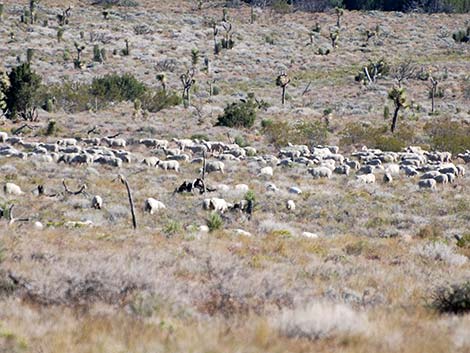 Domestic Sheep (Ovis aries)