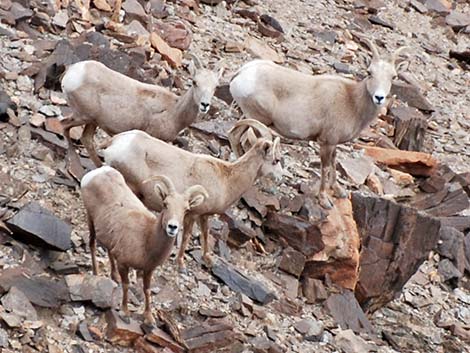 Desert Bighorn Sheep (Ovis canadensis)