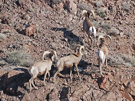 Desert Bighorn Sheep (Ovis canadensis)