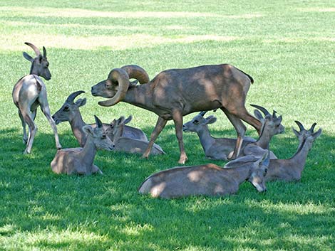 Desert bighorn sheep (Ovis canadensis)