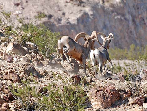 Desert bighorn sheep (Ovis canadensis)