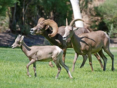 Desert bighorn sheep (Ovis canadensis)