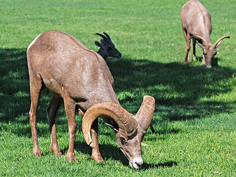 Desert bighorn sheep (Ovis canadensis)