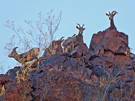 Desert Bighorn Sheep (Ovis canadensis)