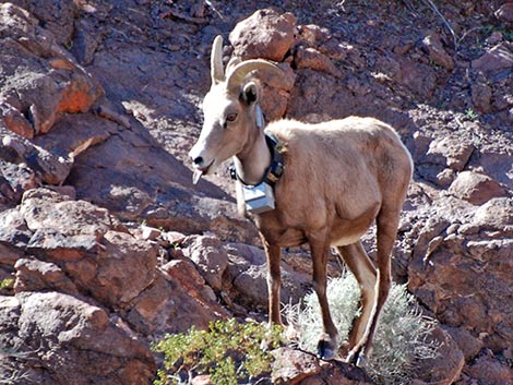 Desert Bighorn Sheep (Ovis canadensis)