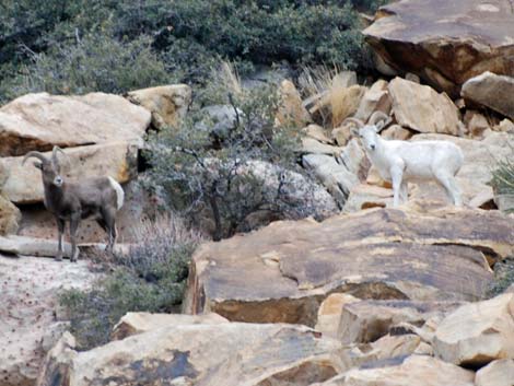 Desert bighorn sheep (Ovis canadensis)