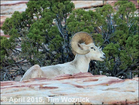 Desert Bighorn Sheep (Ovis canadensis)