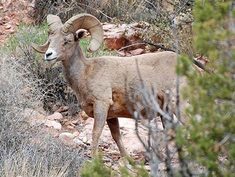 Desert Bighorn Sheep (Ovis canadensis)