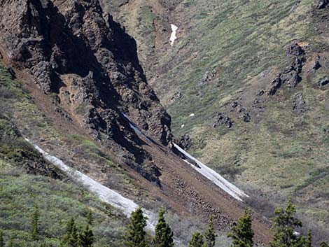 Dall Sheep (Ovis dalli)