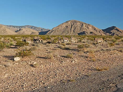 Feral Burro (Equus asinus)