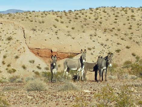 Wild Burro (Feral Ass) (Equus asinus)