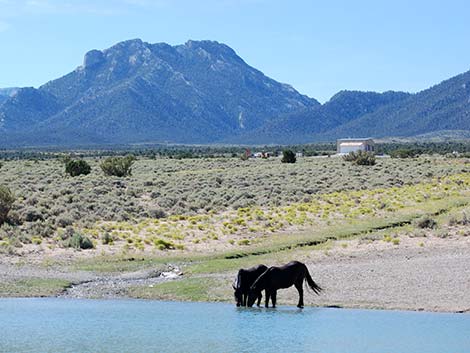 Feral Horse (Equus caballus)